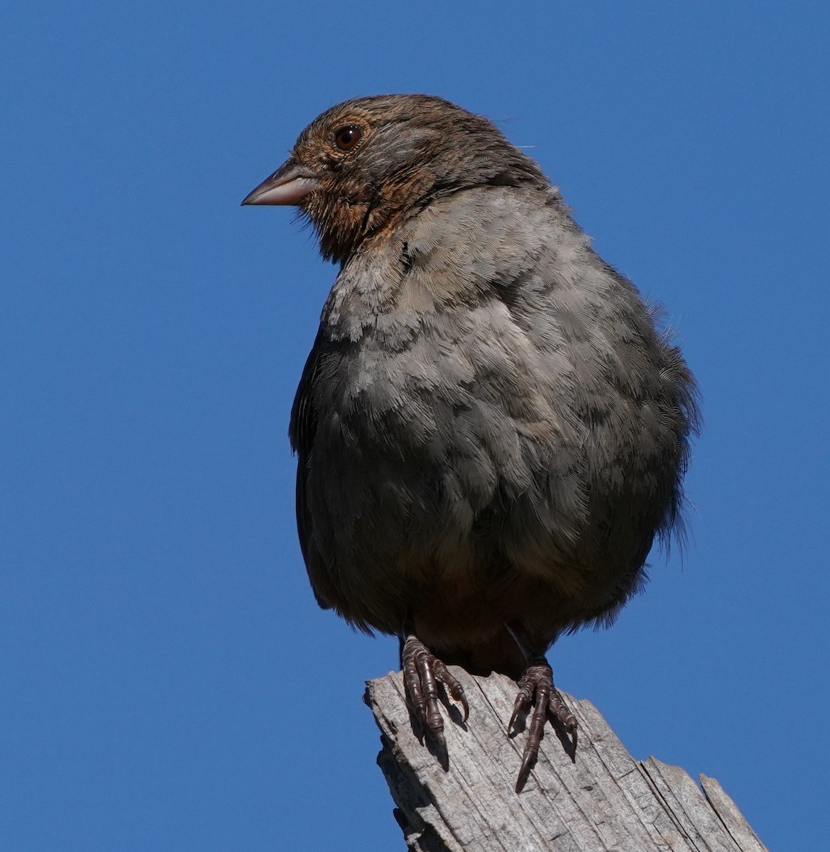 California Towhee - ML620473961