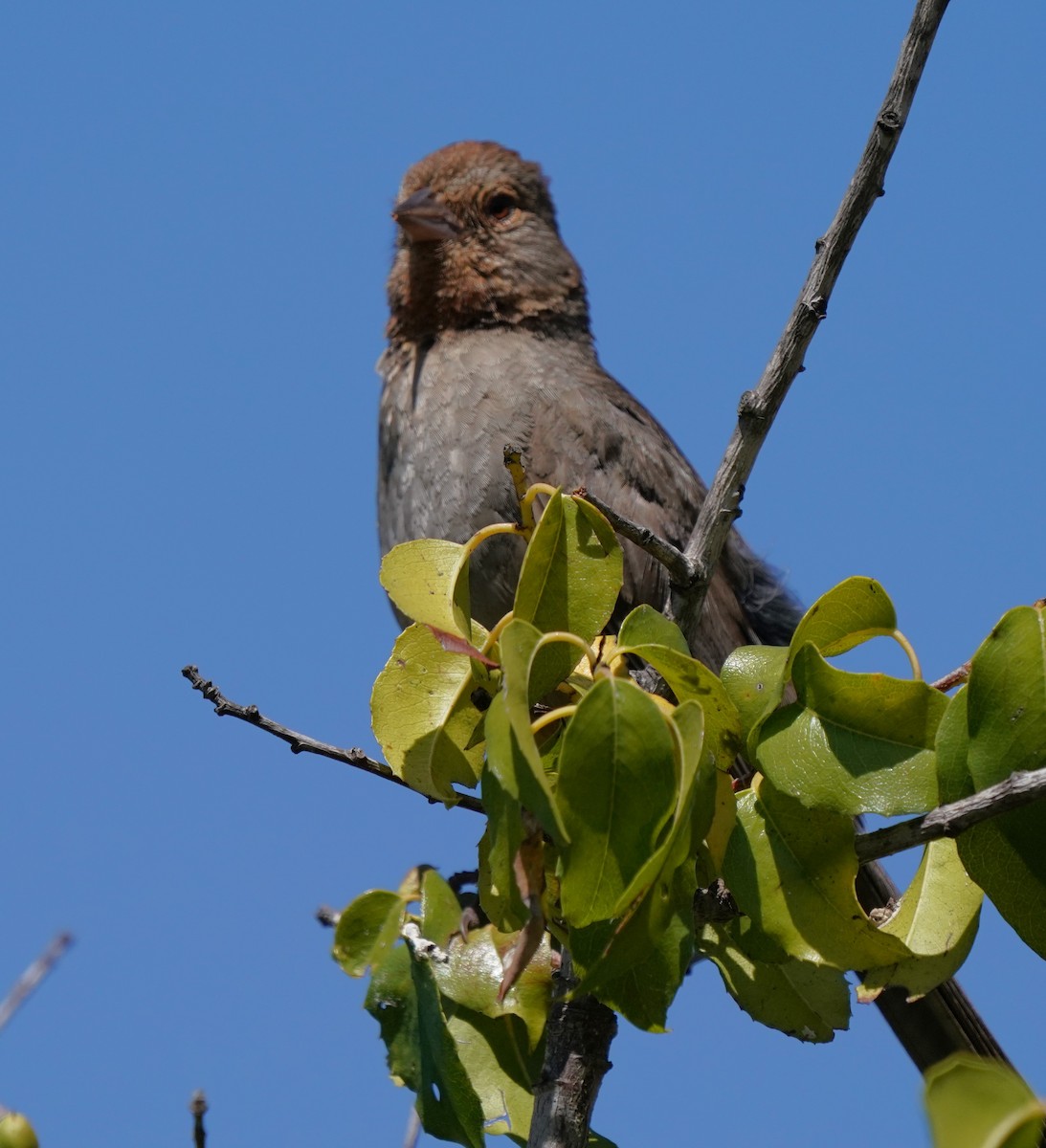 California Towhee - ML620473964