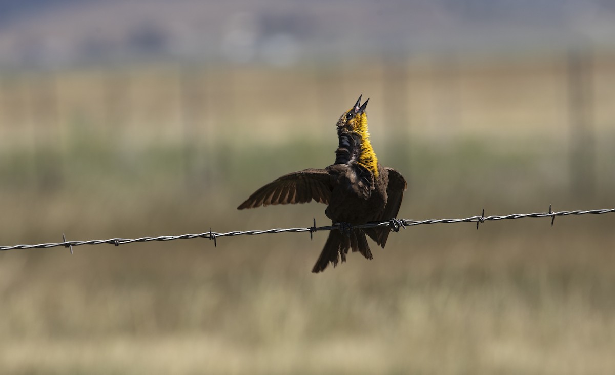 Yellow-headed Blackbird - ML620473966