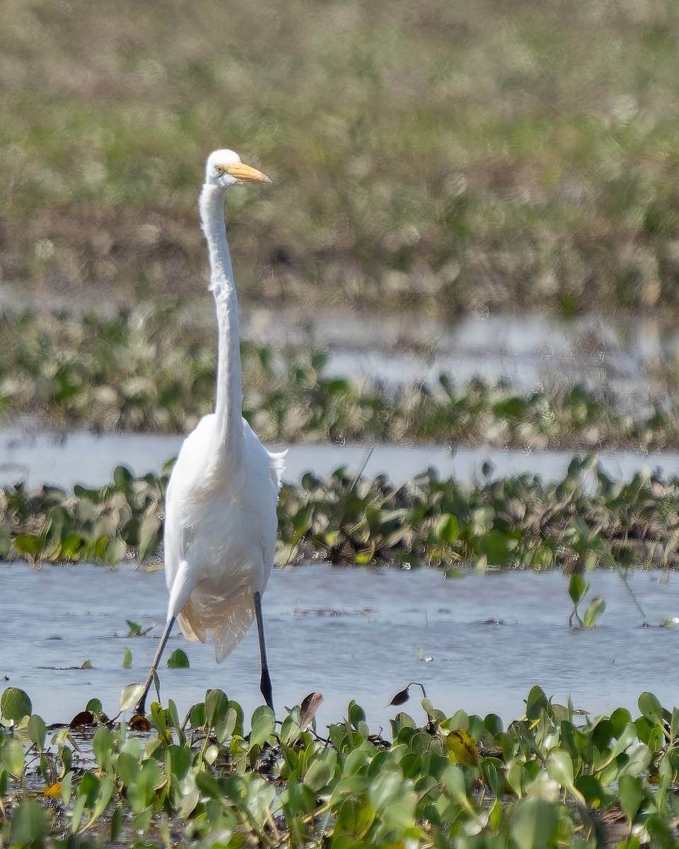 Great Egret - ML620473970