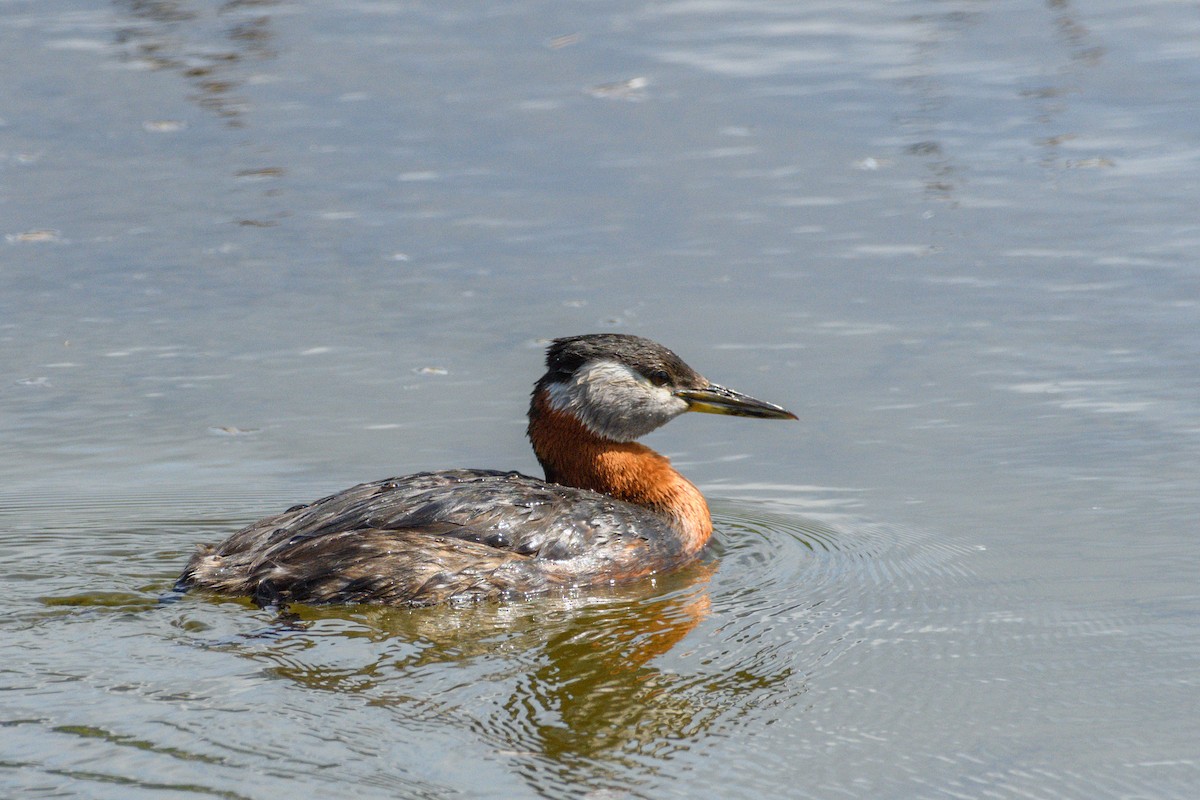 Red-necked Grebe - ML620473971