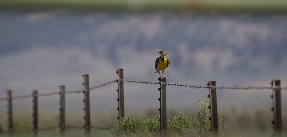 Western Meadowlark - ML620473974