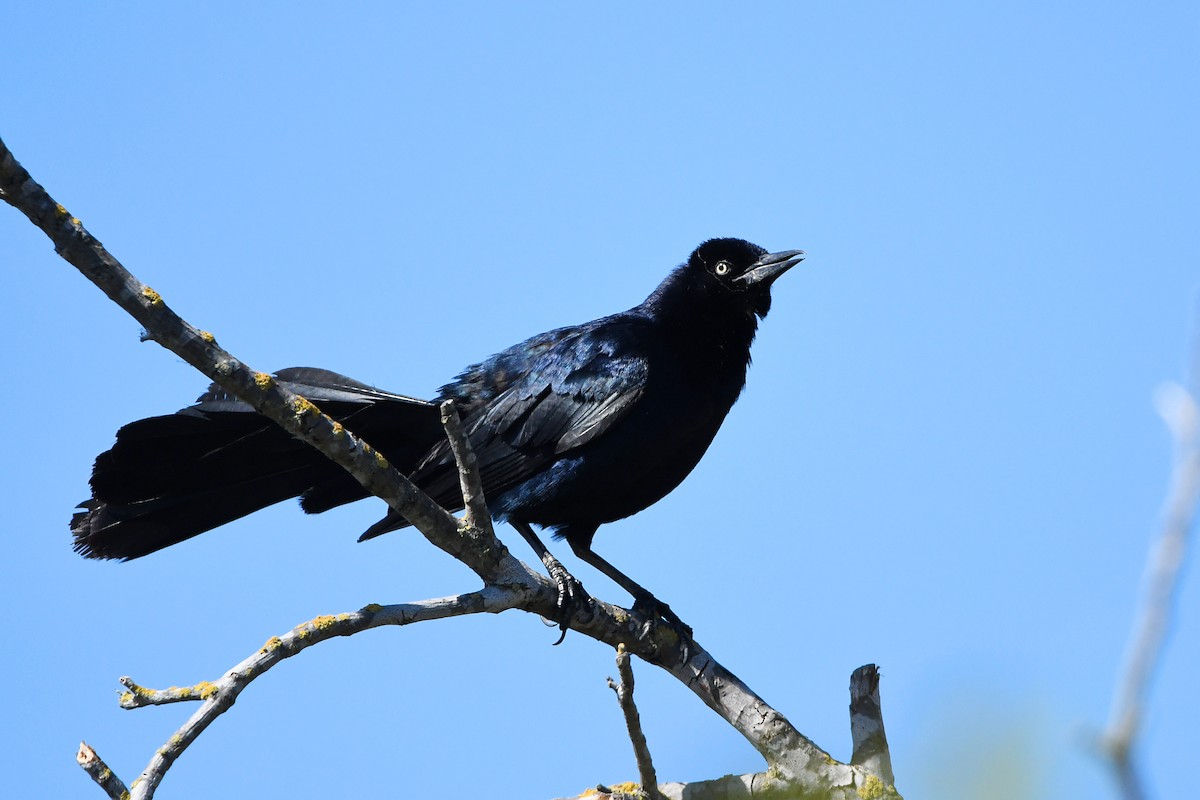 Great-tailed Grackle - phil chen