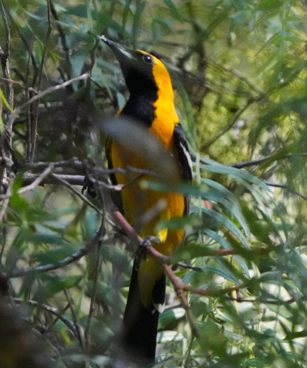 Oriole masqué - ML620473978