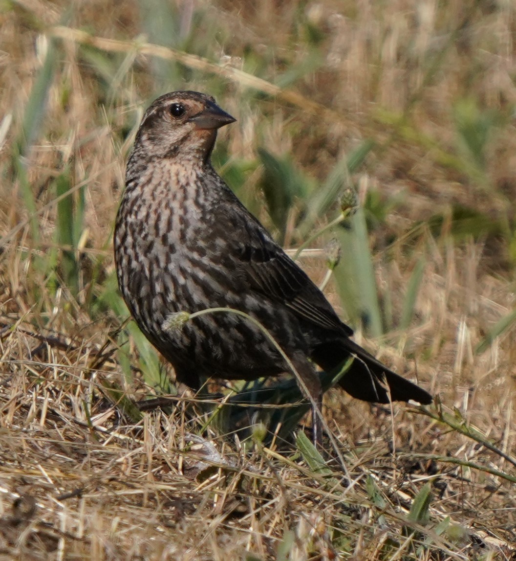 Red-winged Blackbird - ML620473987