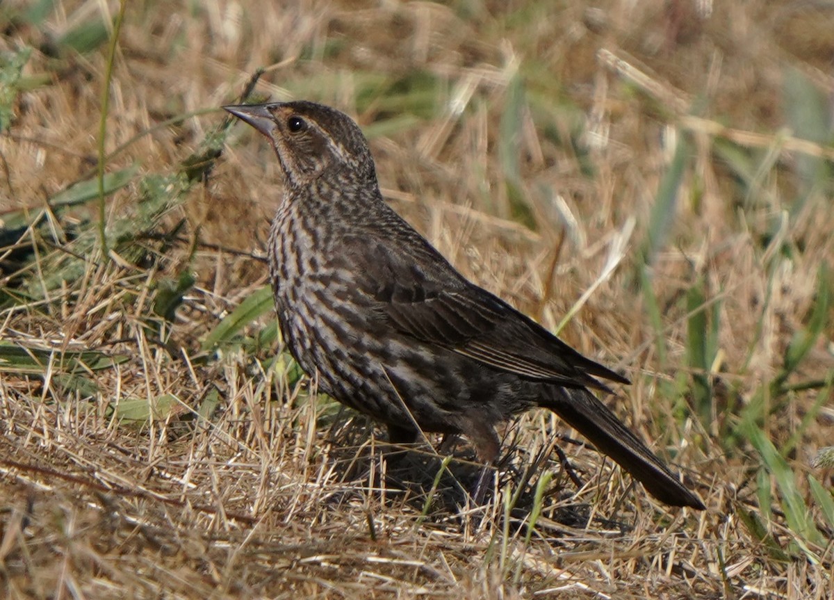 Red-winged Blackbird - ML620473988