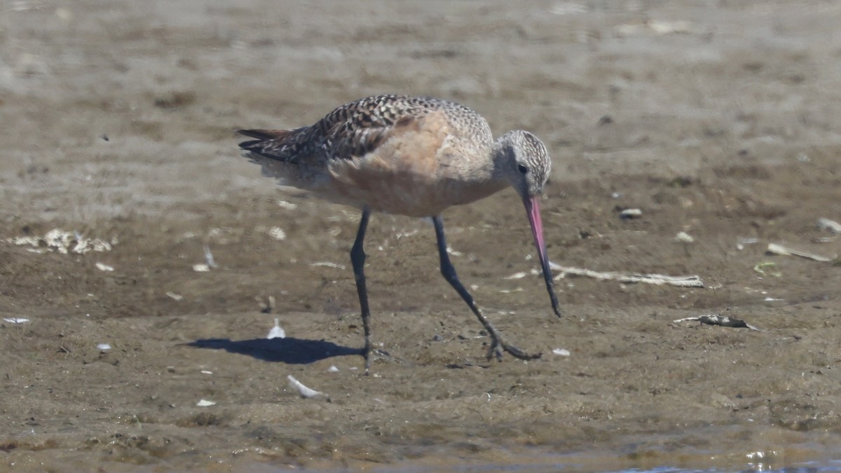 Marbled Godwit - ML620473989