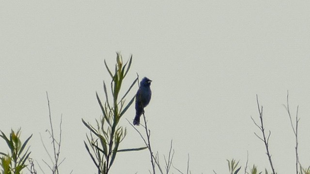 Blue Grosbeak - ML620473993