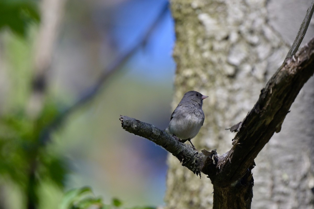 Dark-eyed Junco - ML620473994