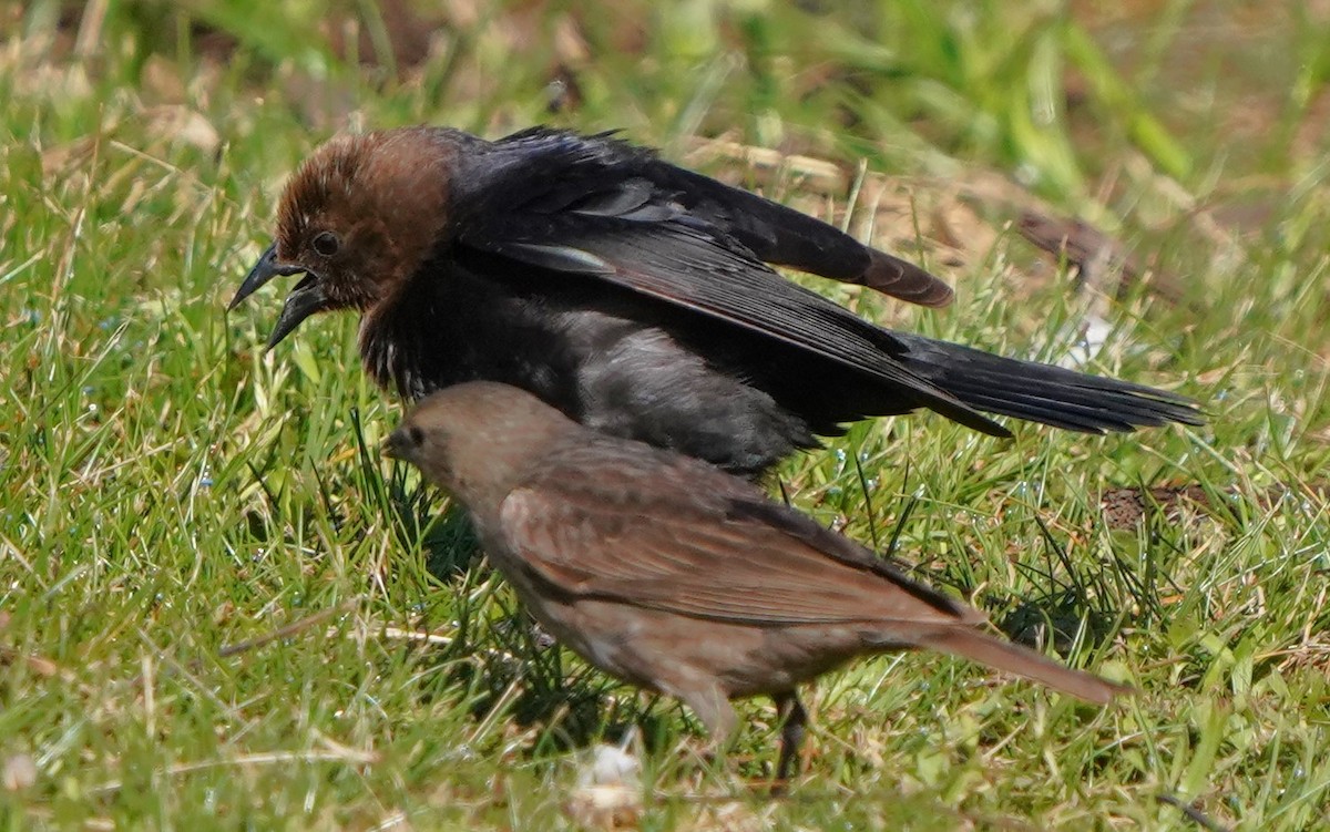 Brown-headed Cowbird - ML620474001