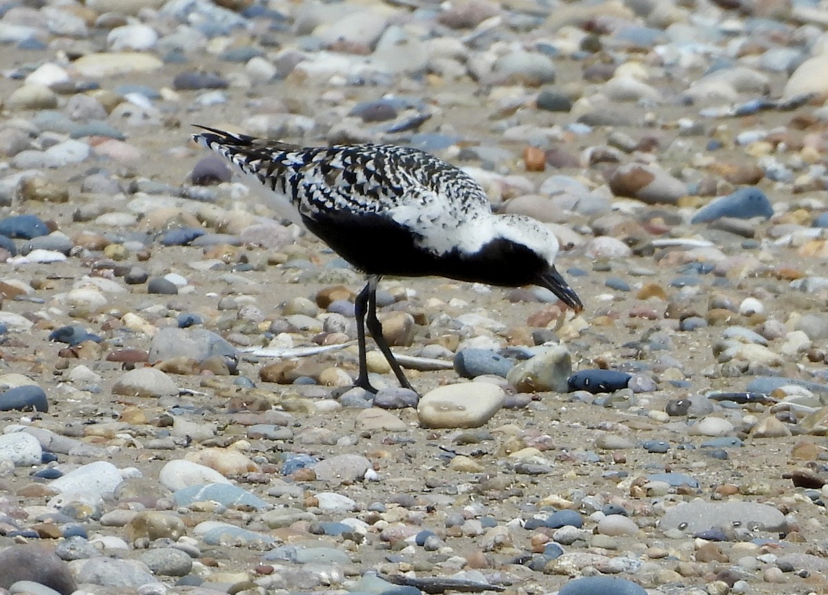 Black-bellied Plover - ML620474003