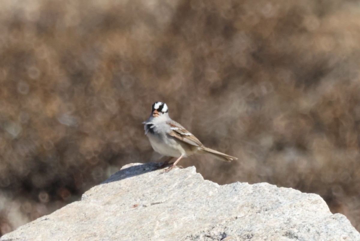 White-crowned Sparrow - ML620474005