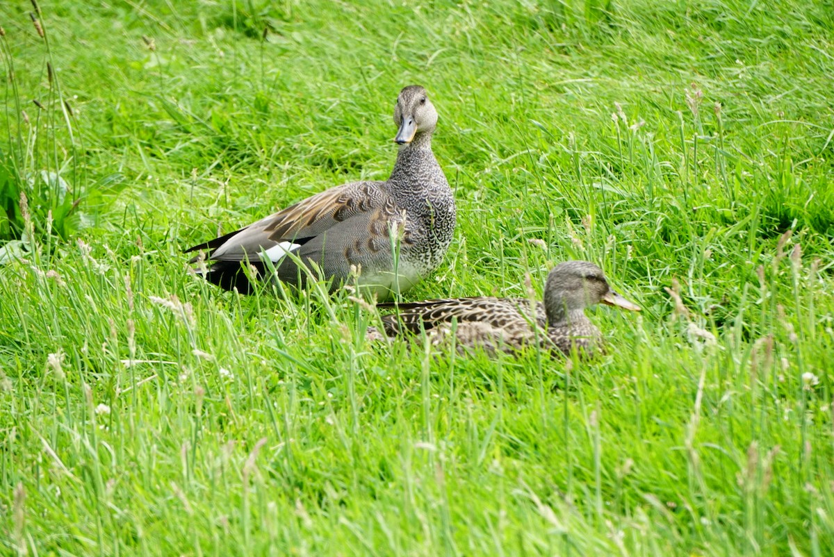 Gadwall - ML620474009