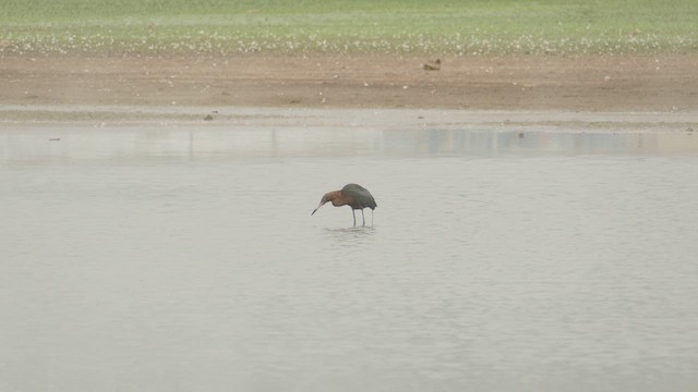 Reddish Egret - ML620474012