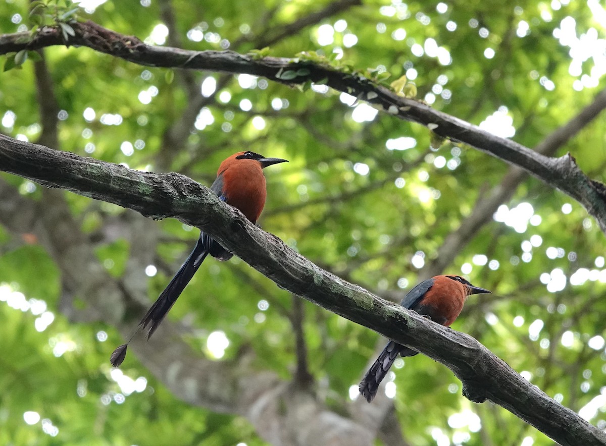 Rufous Motmot - ML620474014