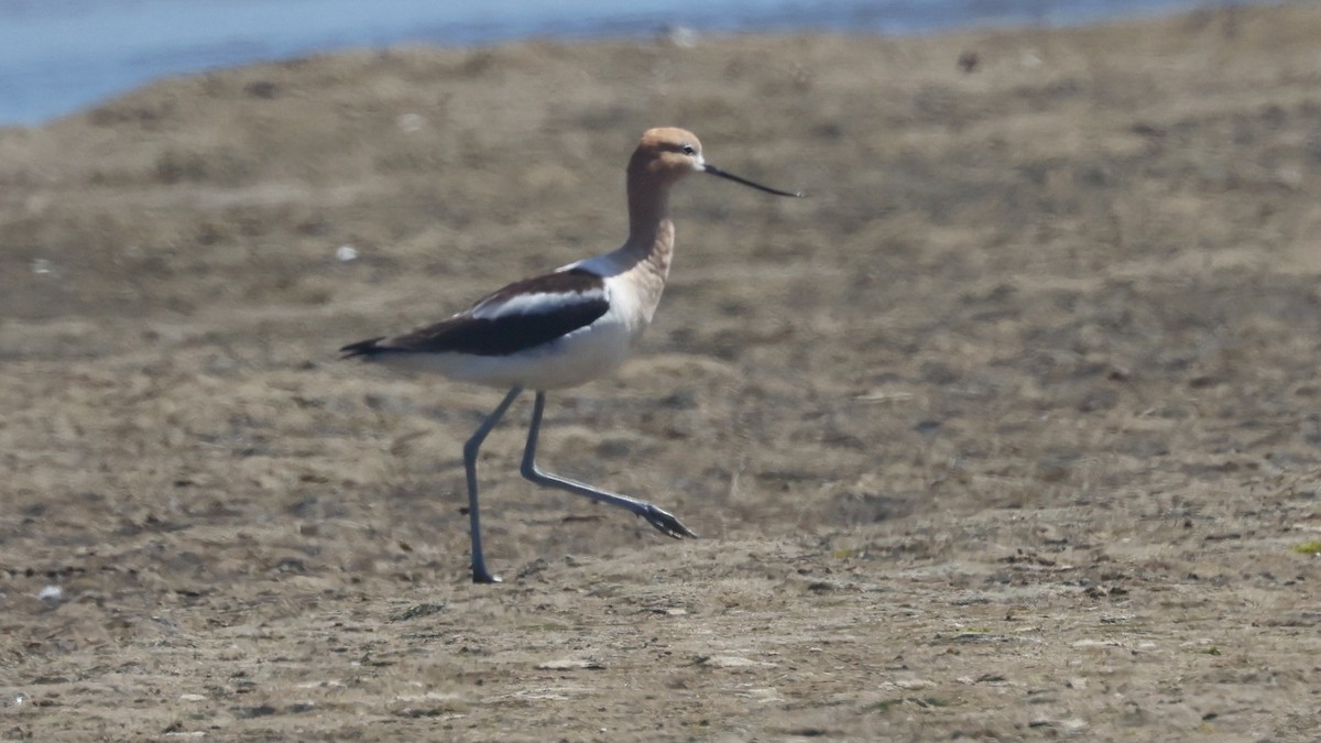 Avoceta Americana - ML620474015