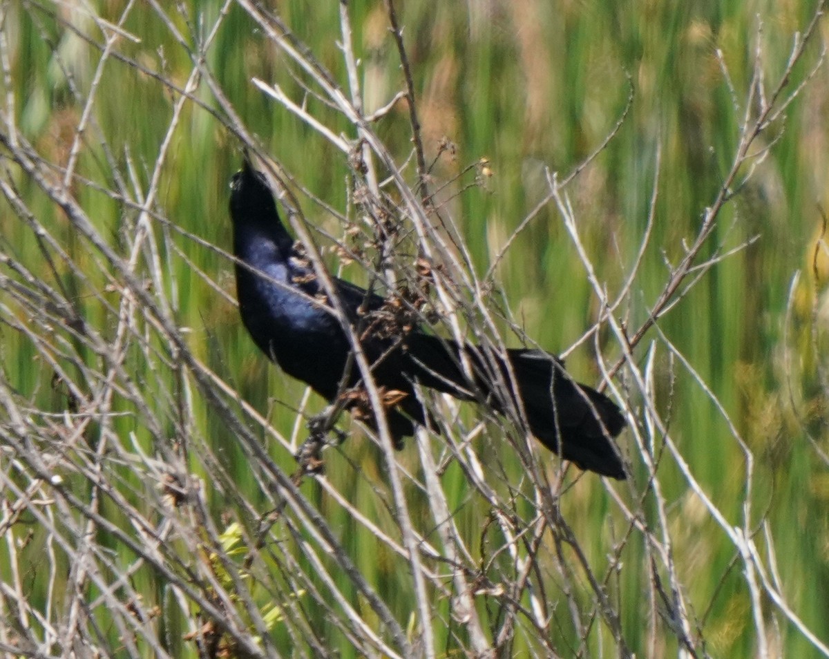 Great-tailed Grackle - ML620474017