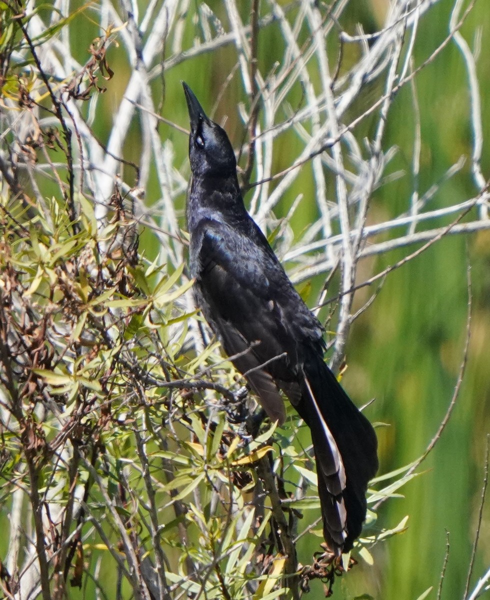 Great-tailed Grackle - ML620474019