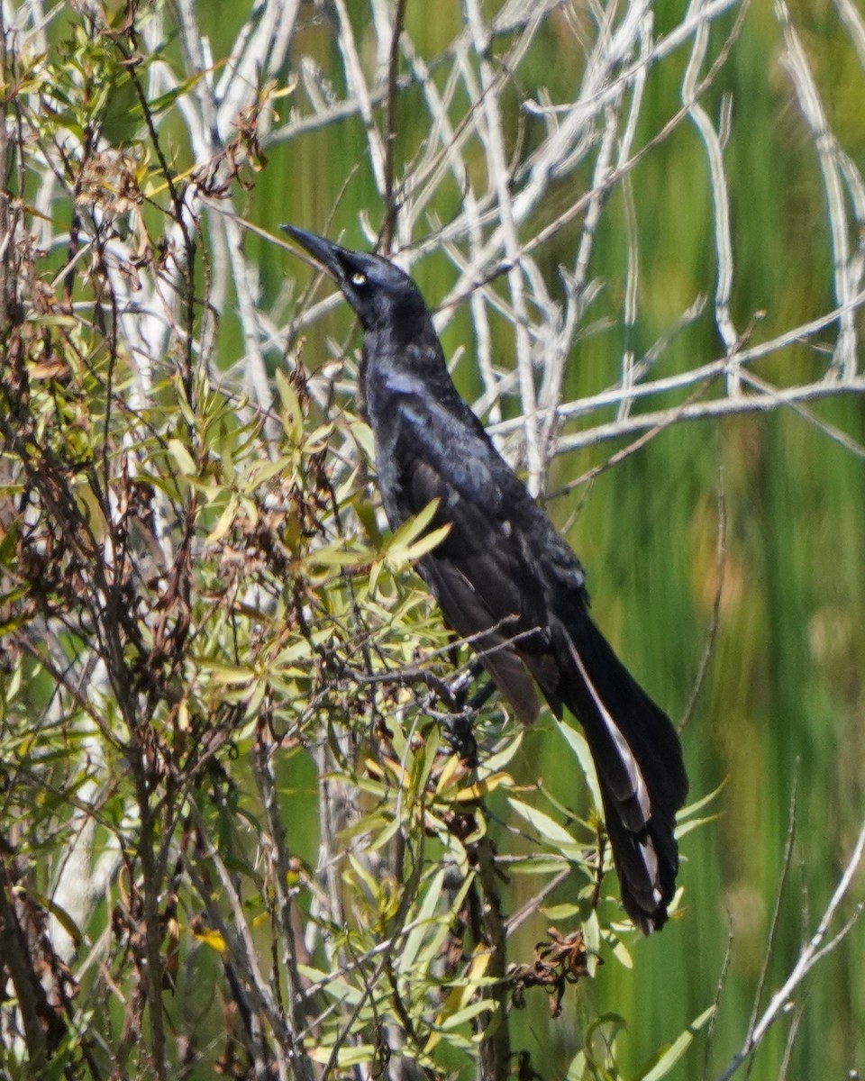 Great-tailed Grackle - ML620474020