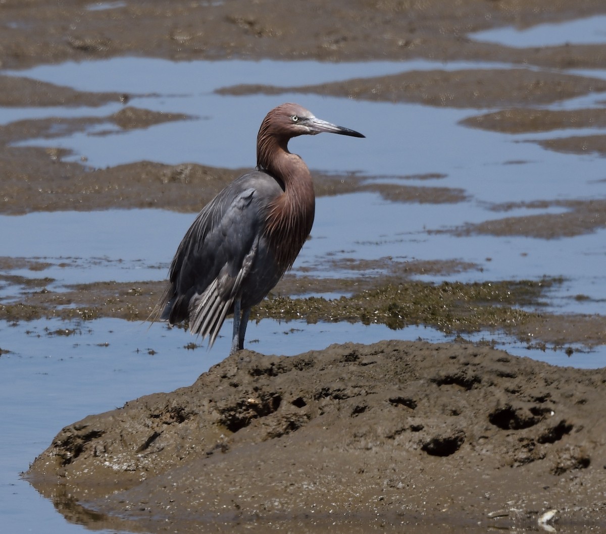 Reddish Egret - ML620474025