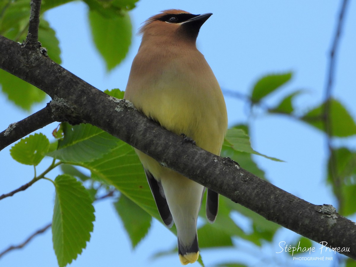 Cedar Waxwing - ML620474026