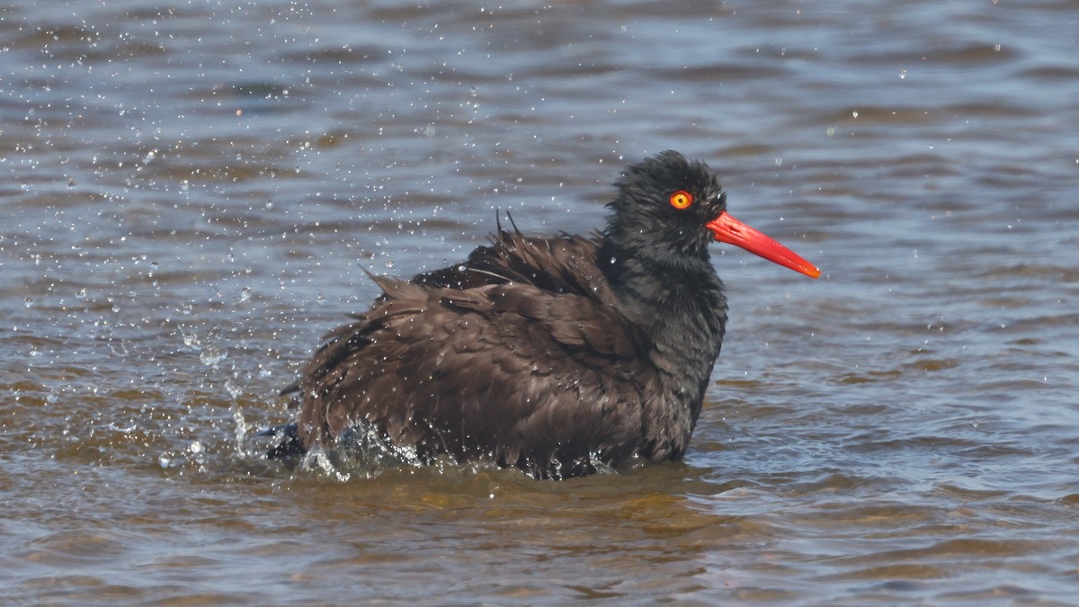 Black Oystercatcher - ML620474028