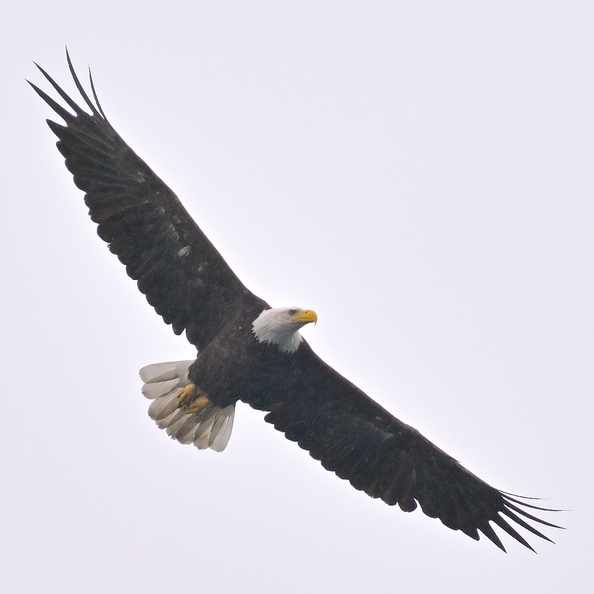 Weißkopf-Seeadler - ML620474029