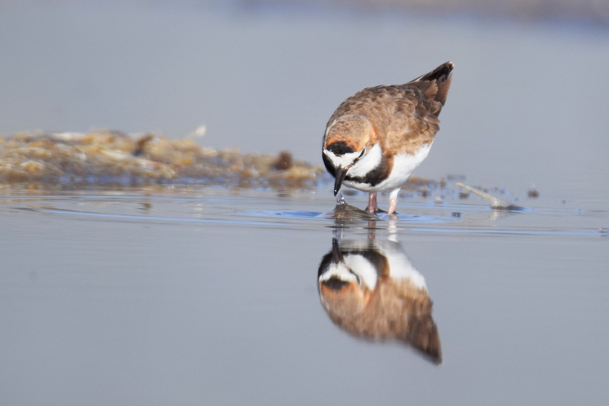 Collared Plover - ML620474037