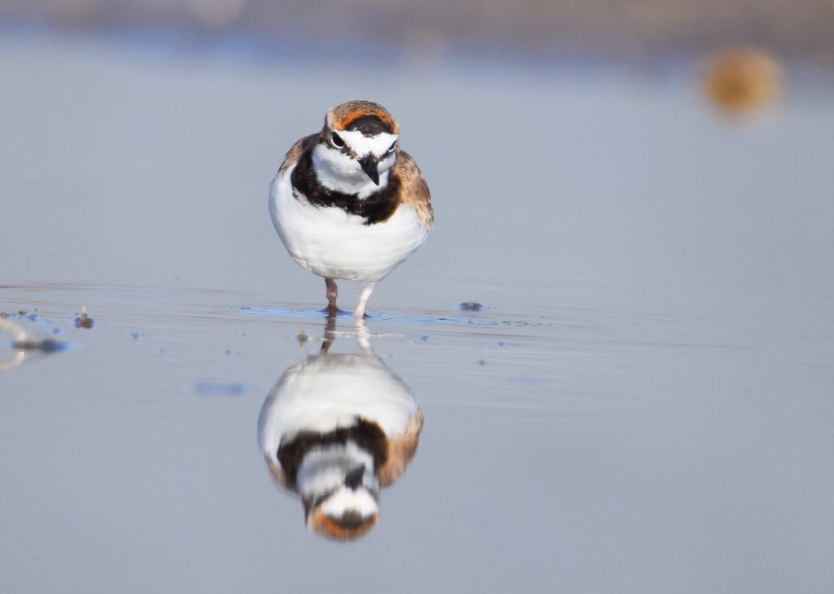 Collared Plover - ML620474038