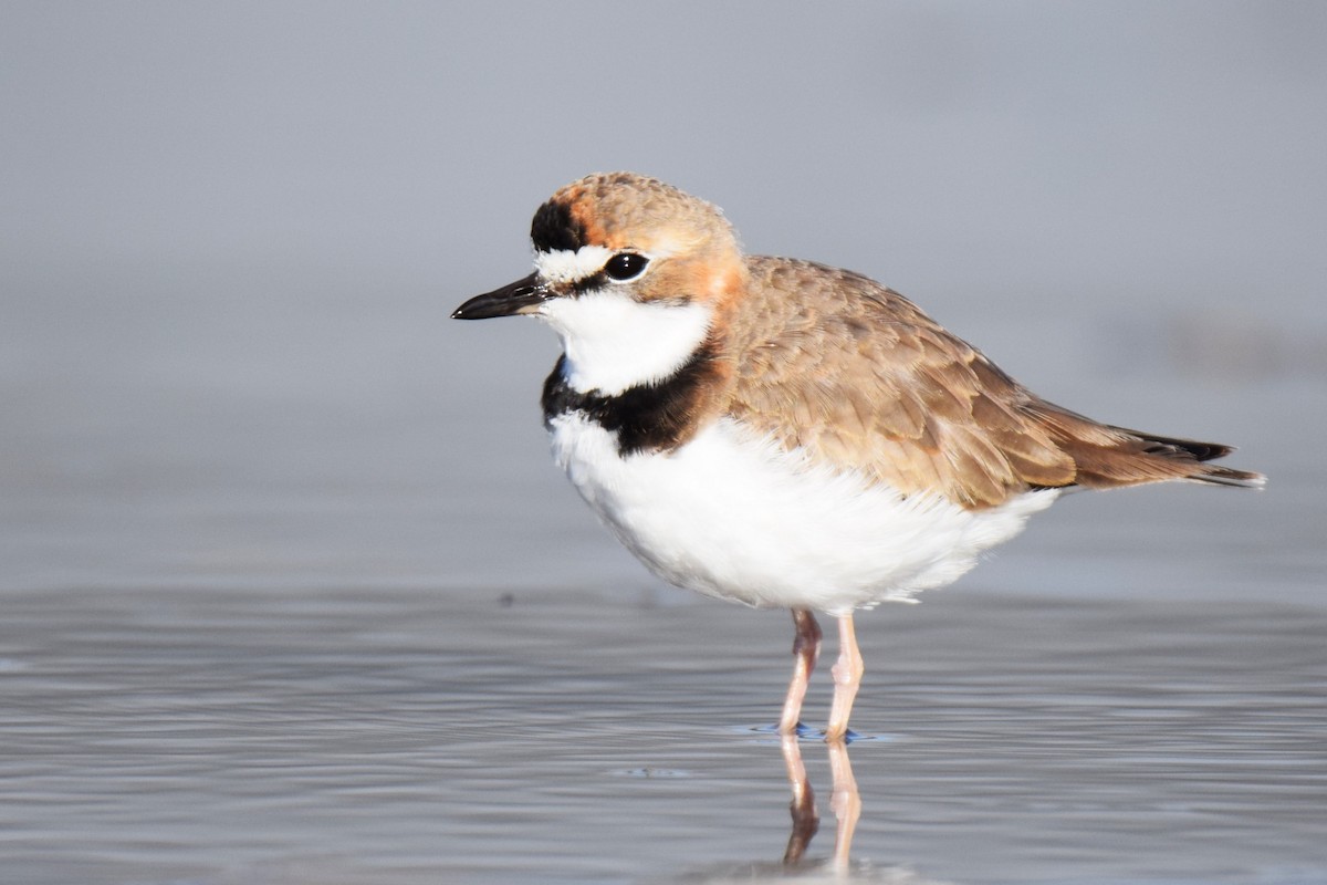 Collared Plover - ML620474039