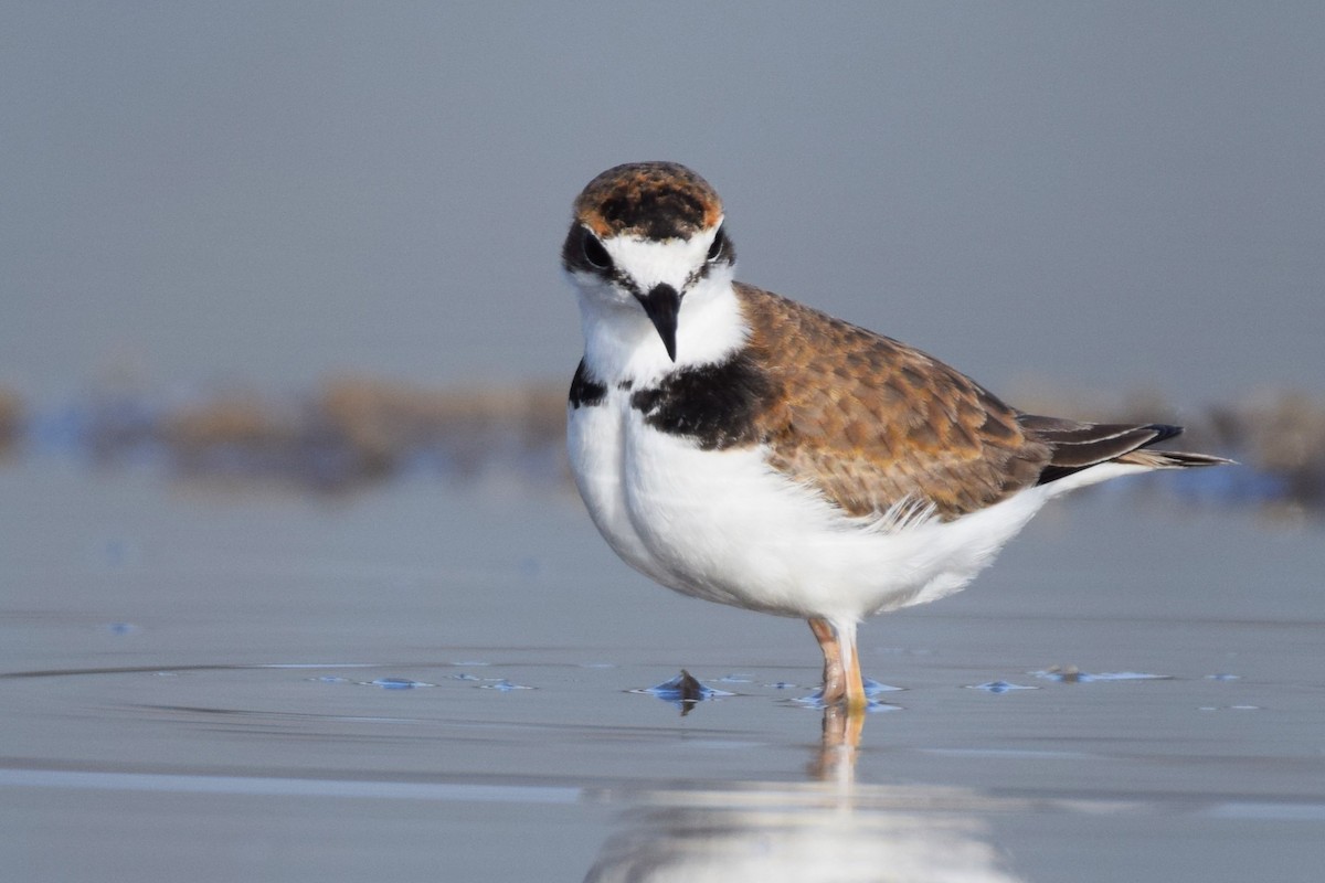 Collared Plover - ML620474040