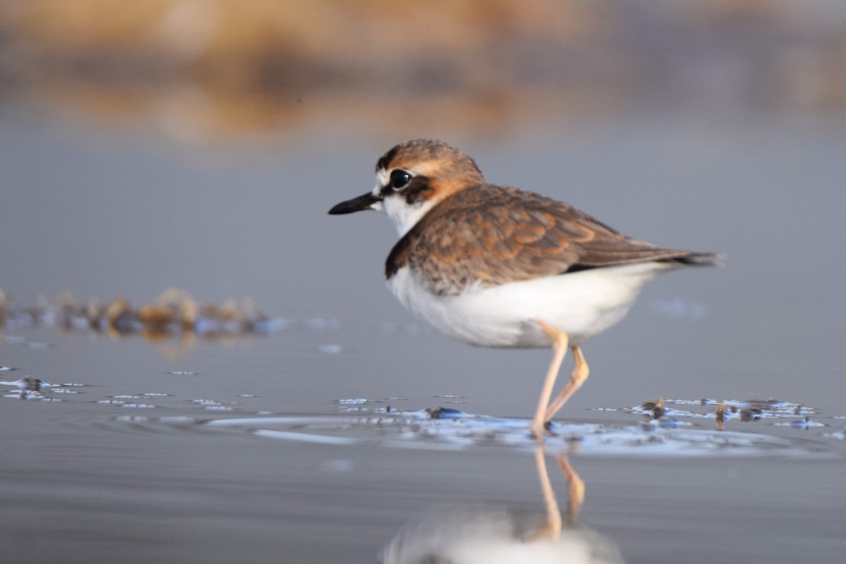 Collared Plover - ML620474041