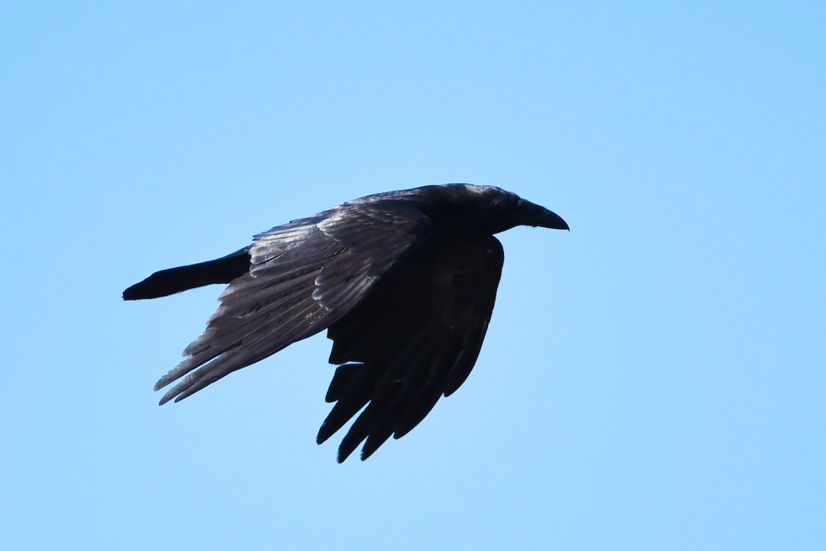 Common Raven - ML620474042