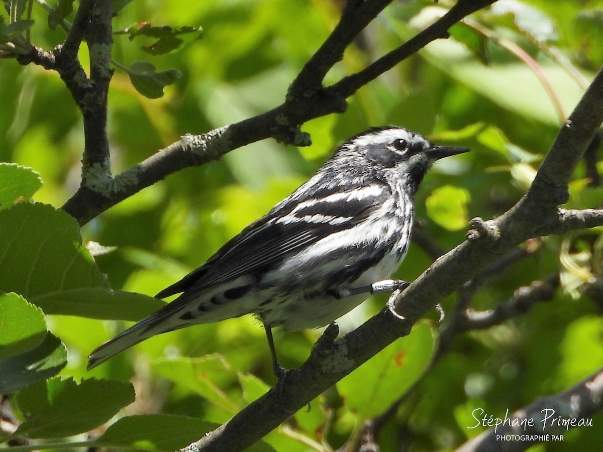 Black-and-white Warbler - ML620474043