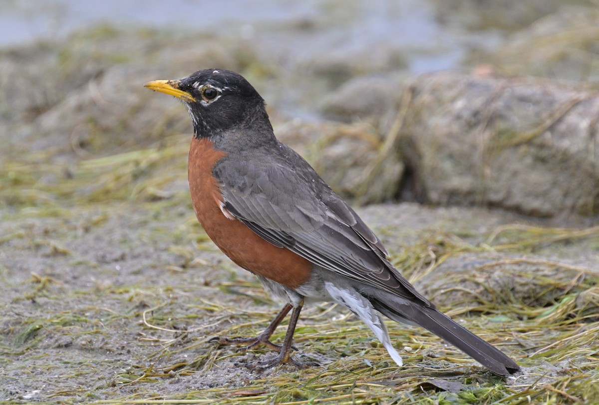 American Robin - ML620474045