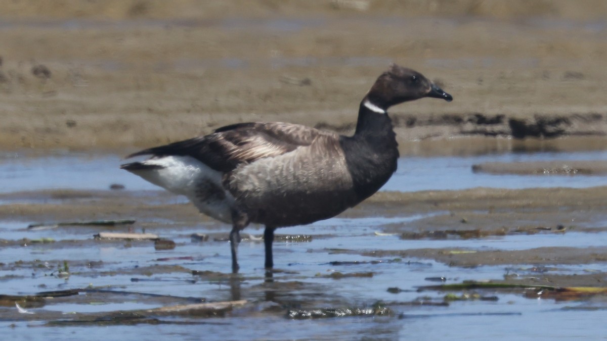 Brant - ML620474049