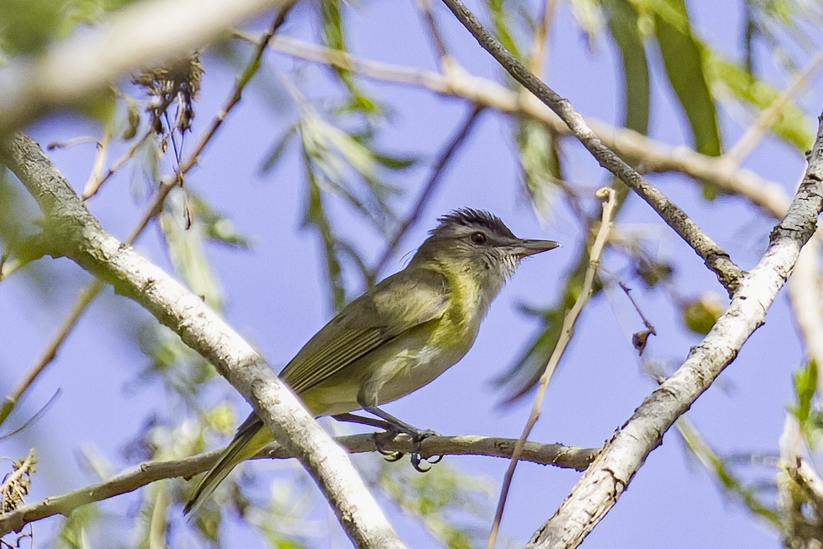 Yellow-green Vireo - ML620474050