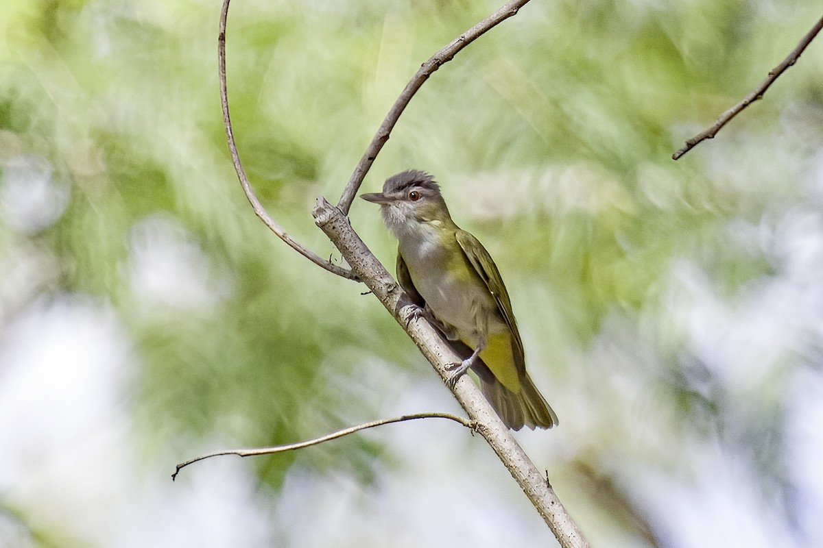 Yellow-green Vireo - ML620474051