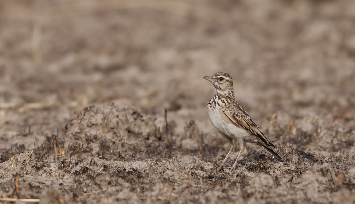 Sun Lark - ML620474052