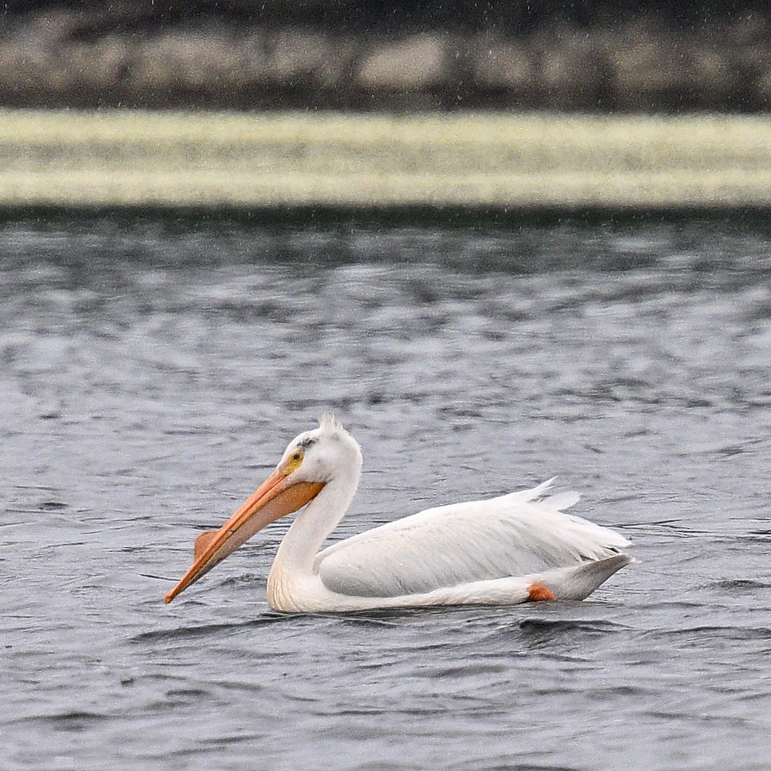 American White Pelican - ML620474054