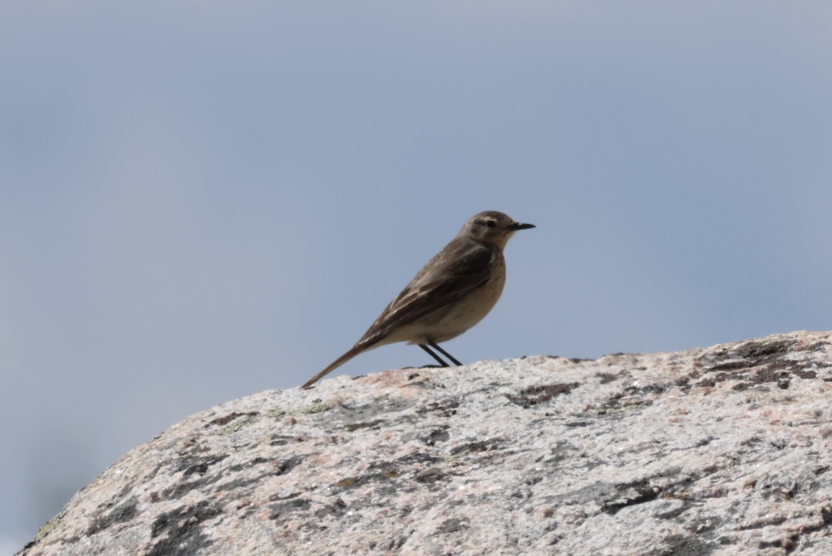 American Pipit - ML620474055