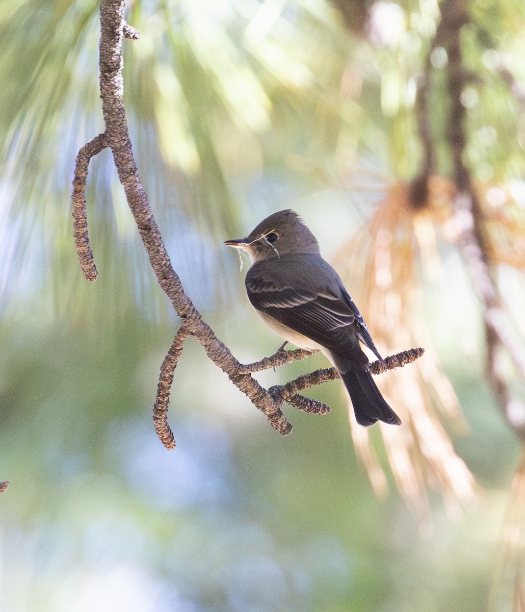 Western Wood-Pewee - ML620474057