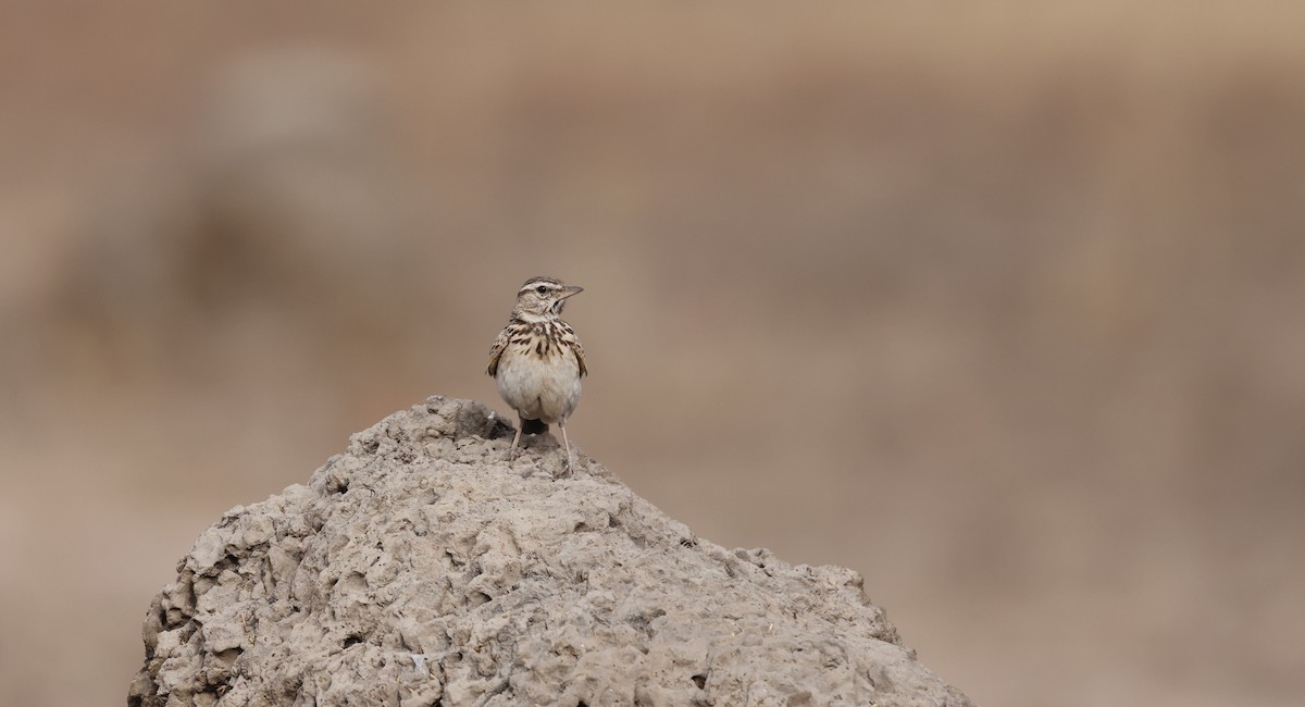 Sun Lark - ML620474058