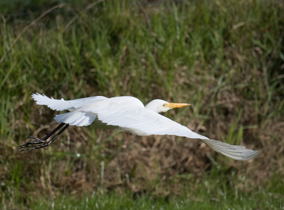 Plumed Egret - ML620474060