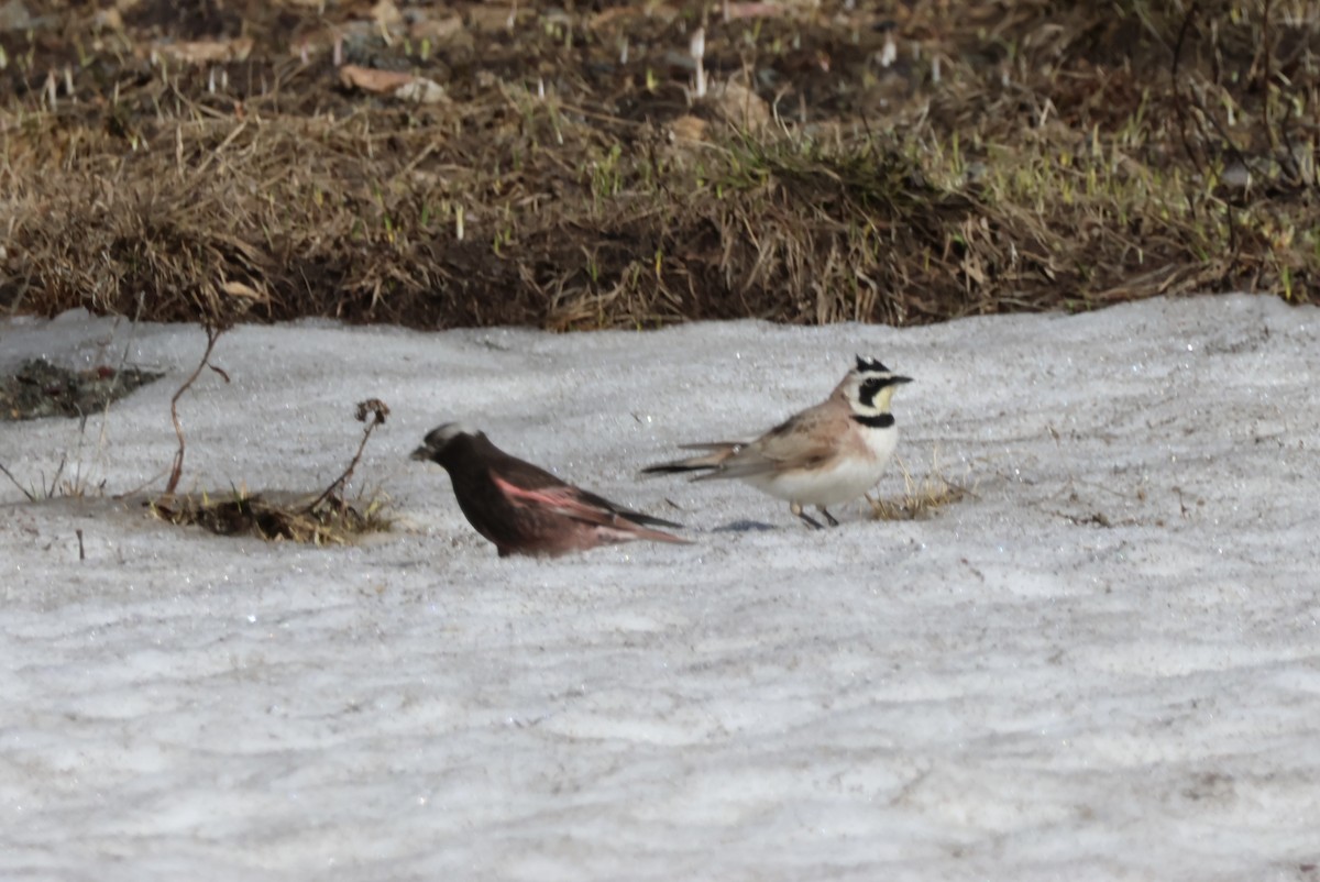 Horned Lark - ML620474062