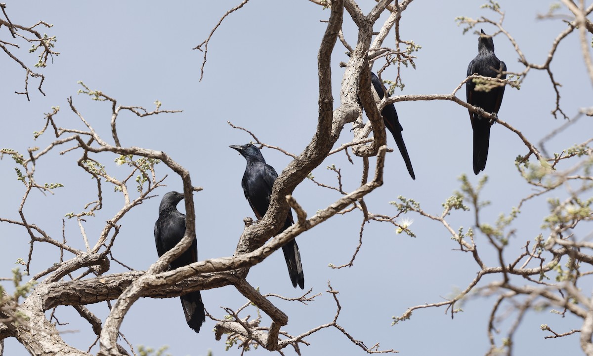 Neumann's Starling - ML620474065