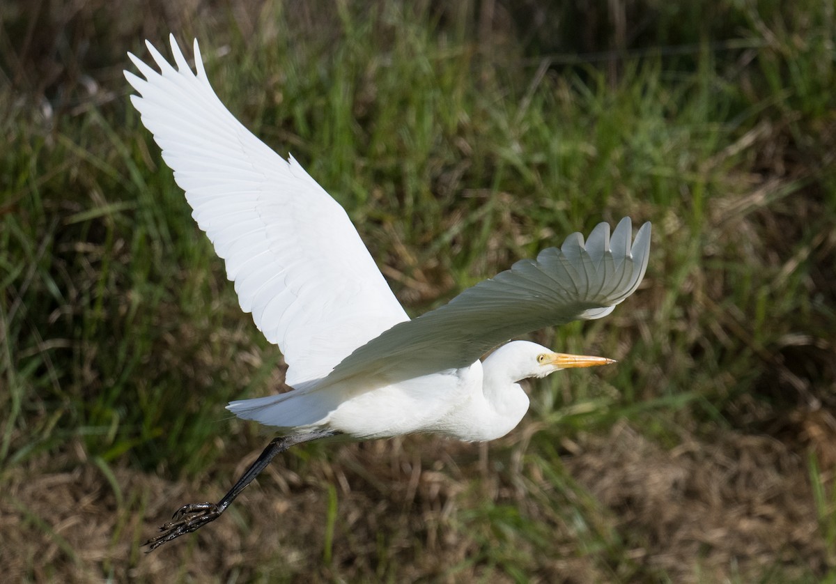 Plumed Egret - ML620474067