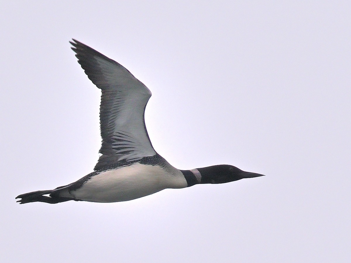 Common Loon - ML620474071