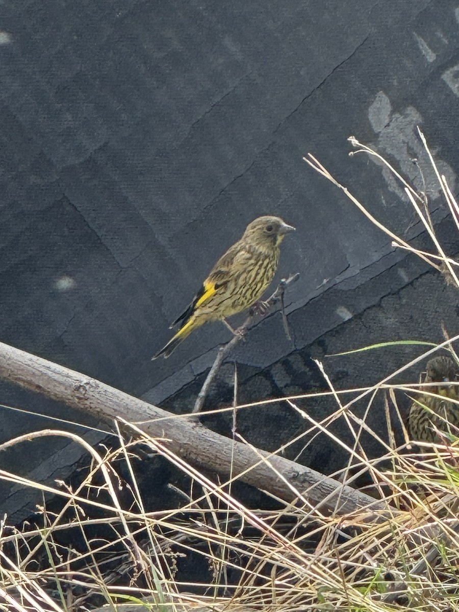 Black-headed Greenfinch - ML620474075