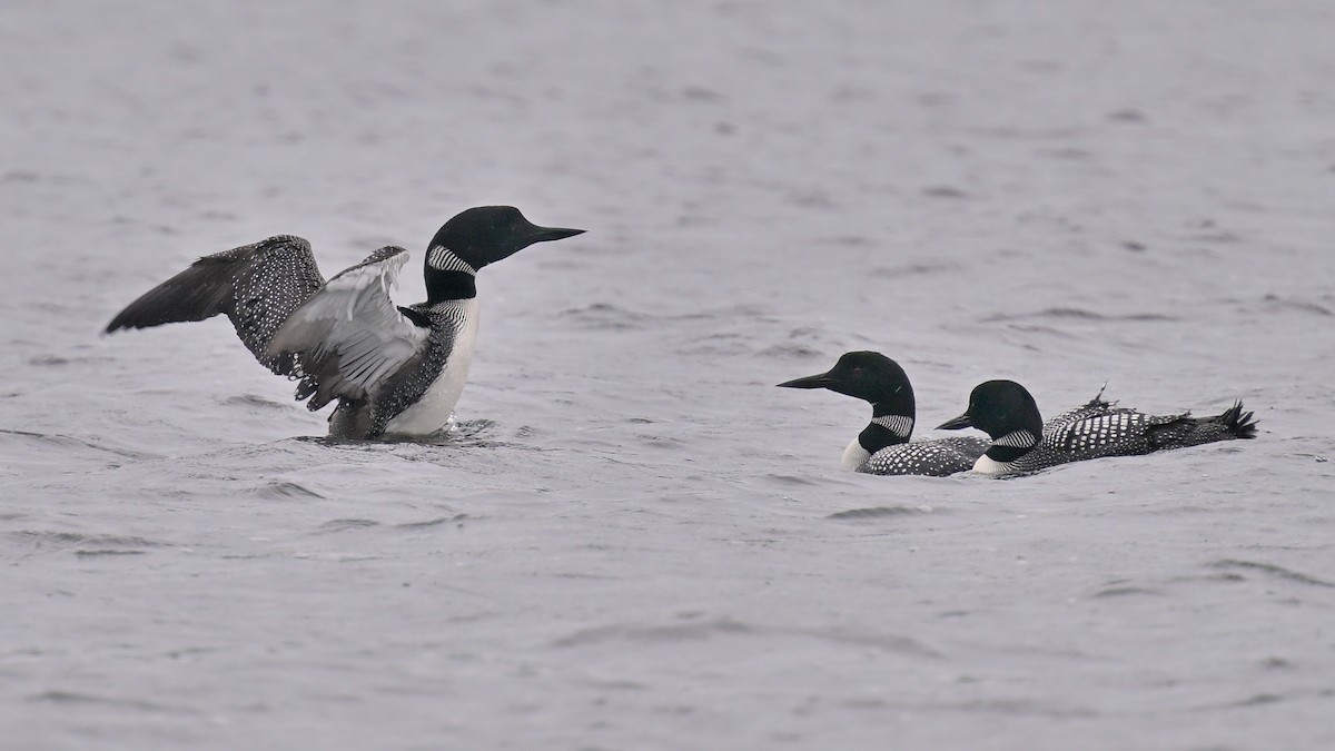 Plongeon huard - ML620474076